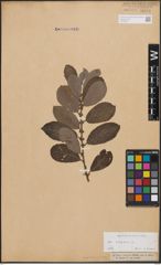 Foto von Salix cinerea L.